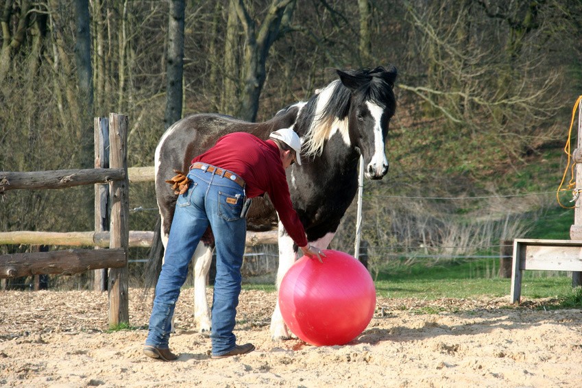 Mann zusammen mit Pferd beim Training